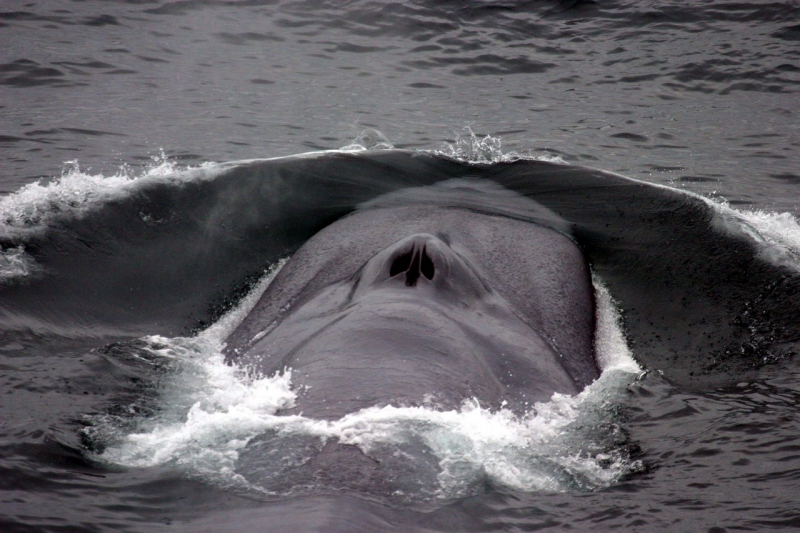  Самое большое современное животное в мире, животные, кит