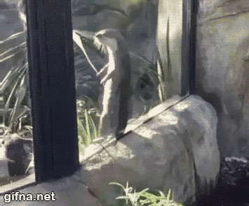 1327_3264.gif