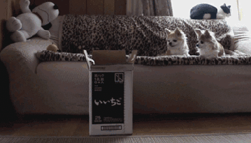 Кошачьи неудачи кот, неудача, юмор