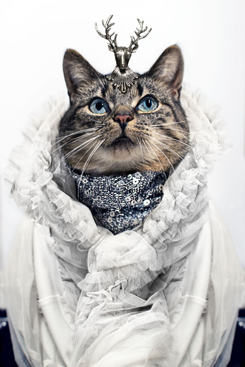 Пушистая модница кошка, модница, фото