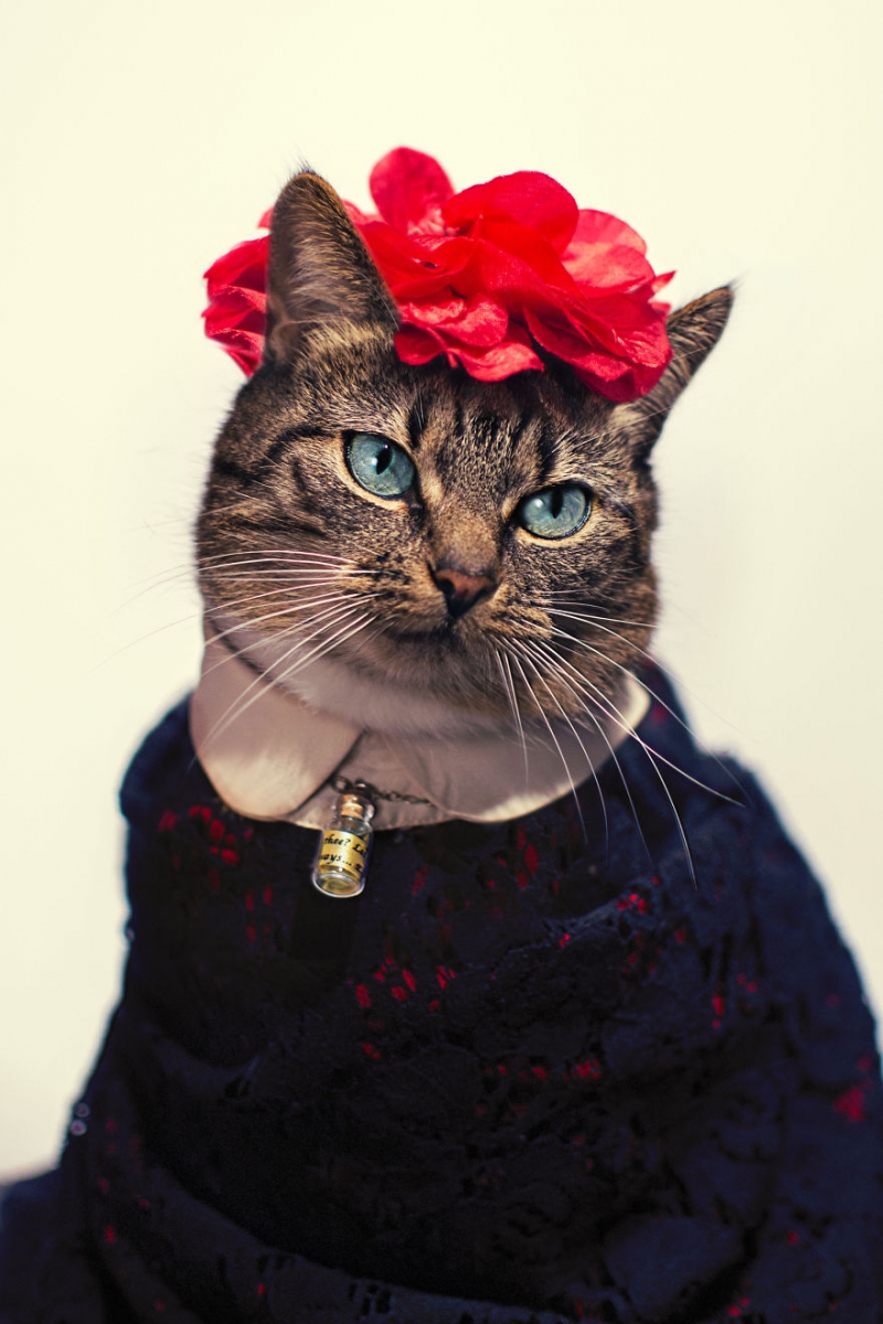 Пушистая модница кошка, модница, фото