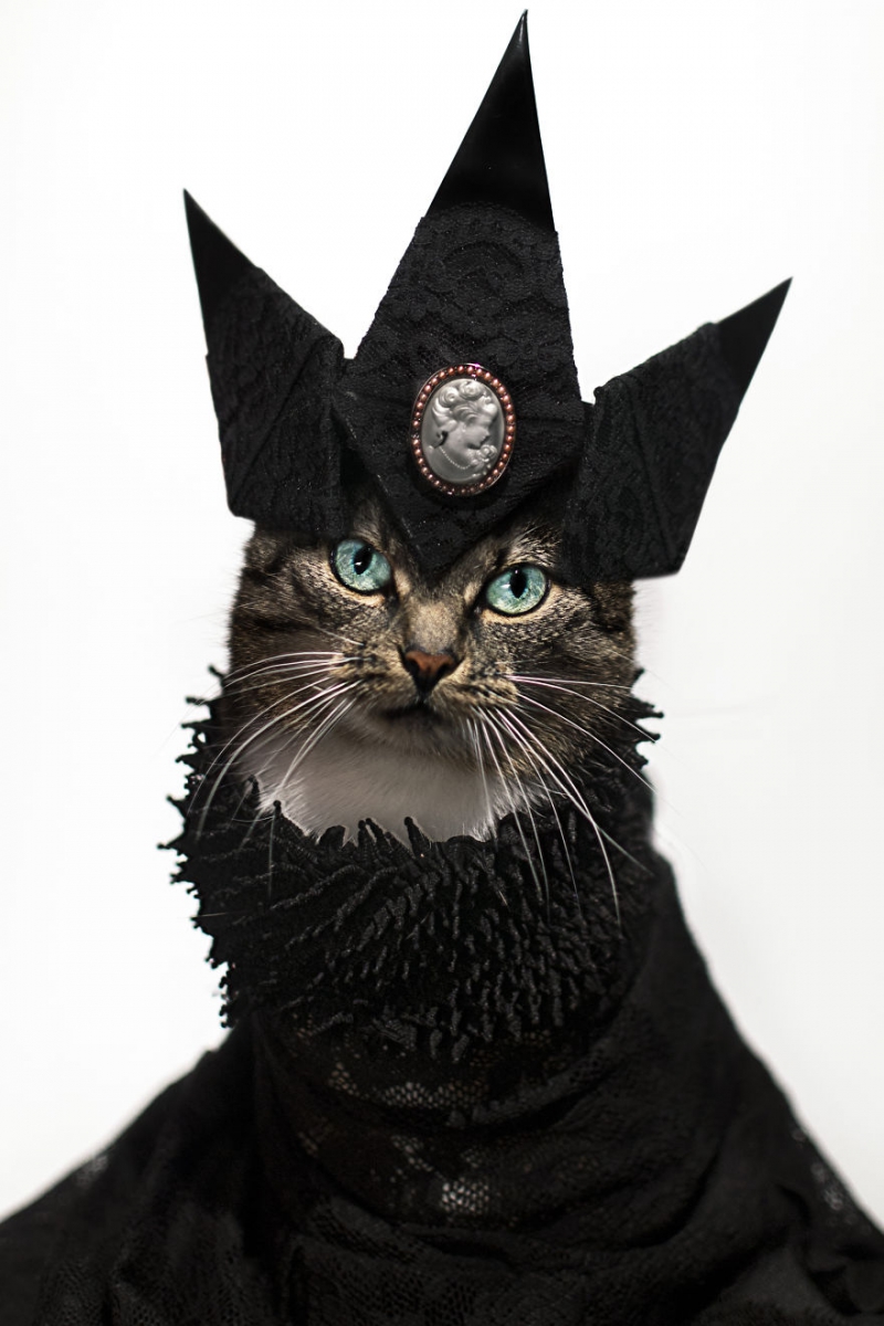 Пушистая модница кошка, модница, фото