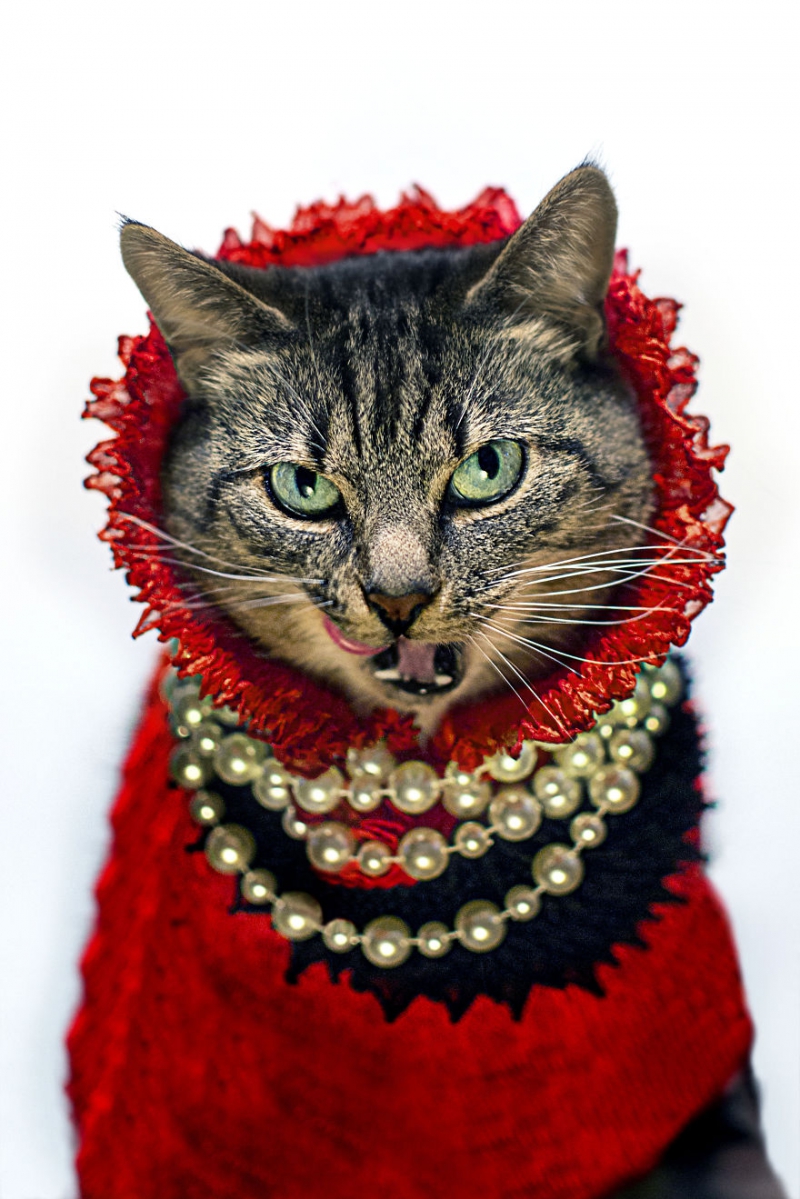 Пушистая модница кошка, модница, фото