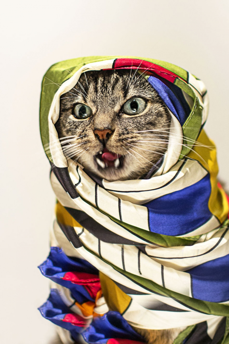 Пушистая модница кошка, модница, фото