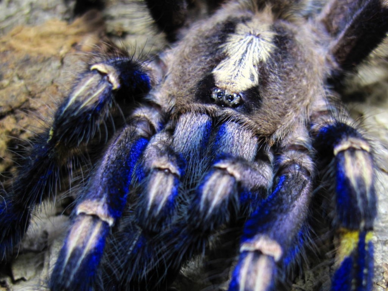 Самый красивый паук в мире красота, паук