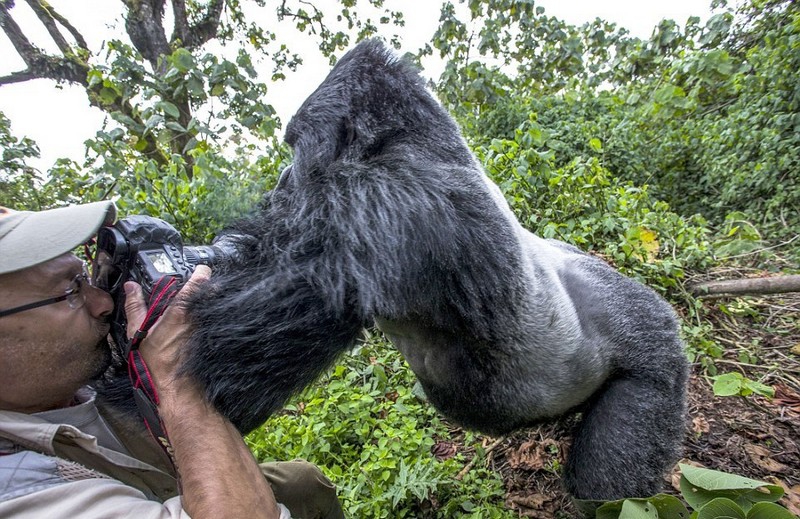 Пьяная горилла дала в глаз фотографу горилла, фотограф
