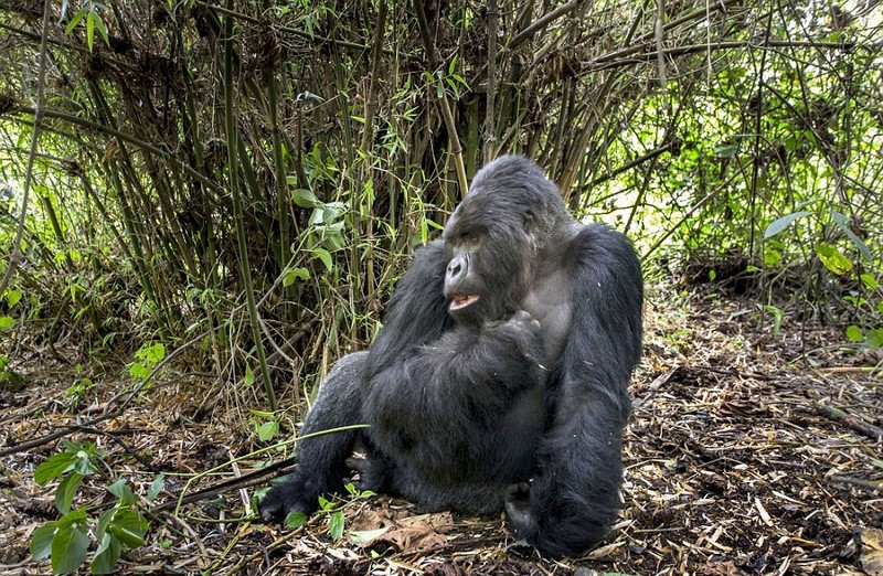 Пьяная горилла дала в глаз фотографу горилла, фотограф