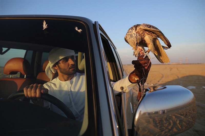Соколиная охота в Арабских Эмиратах ближний восток, соколиная охота