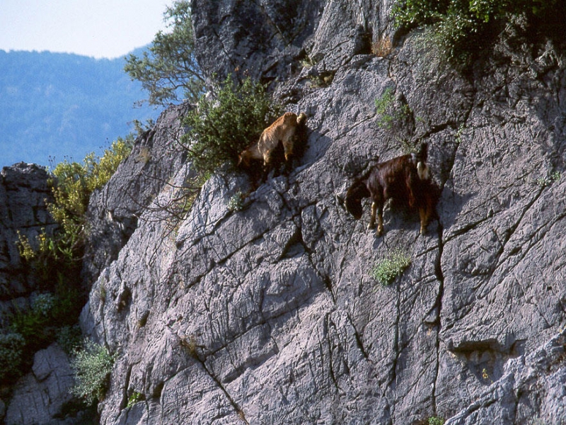 Леденящие душу фотографии горных козлов горы, животные