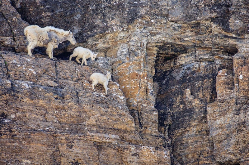 Леденящие душу фотографии горных козлов горы, животные