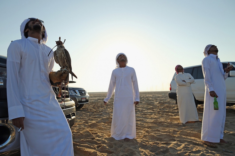 Соколиная охота в Арабских Эмиратах арабские эмираты, охота, сокол