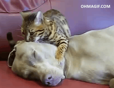 gifs_11.gif