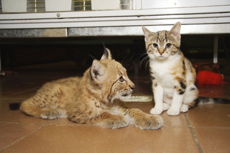 Линда и Дуся — неразлучные друзья зоопарки, кошки, удивительные