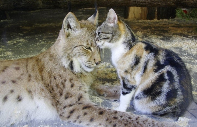 Линда и Дуся — неразлучные друзья зоопарки, кошки, удивительные