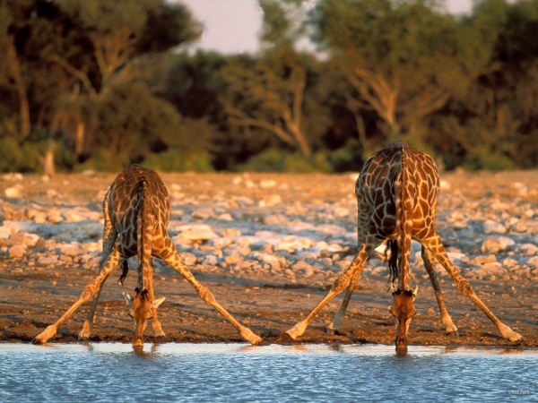 Как Спят Жирафы В Природе Фото