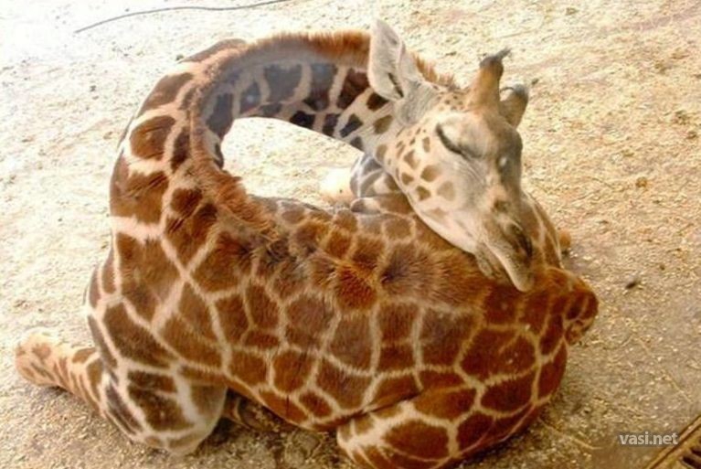 А вы знаете в какой позе спят жирафы? жираф, сон