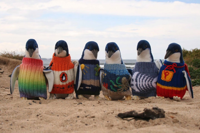 Старейший житель Австралии вяжет свитеры для пингвинов австралия, вязание, мужчина, пингвин