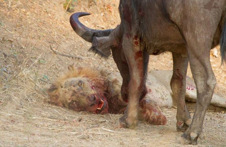 Трагическая схватка льва и буйвола буйвол, жесть, животные, лев, схватка