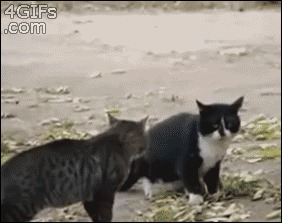 анимашки, гифки, коты