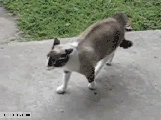 анимашки, гифки, коты