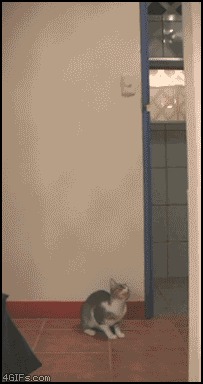 анимашки, гифки, коты