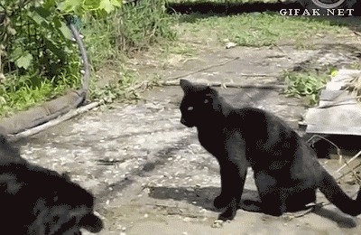 анимашки, гифки, коты