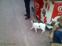 анимашки, гифки, коты
