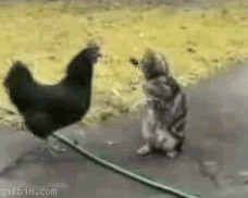анимашки, гифки, коты