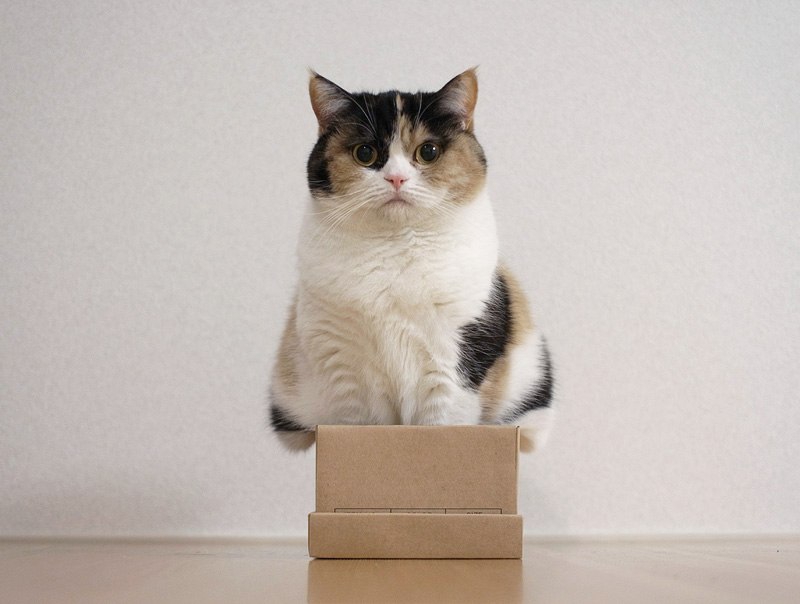 Тайна века: почему кошки так любят коробки? коробка, котэ, логика