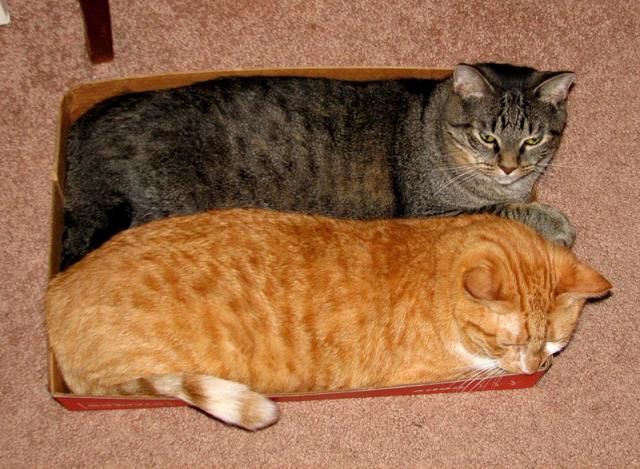 Тайна века: почему кошки так любят коробки? коробка, котэ, логика