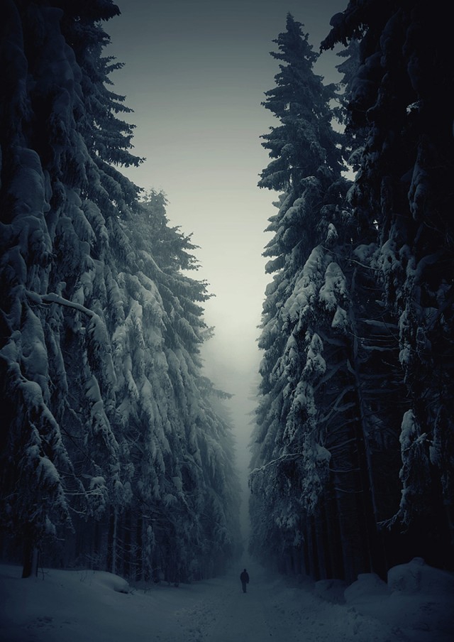 Мистические леса, которые вам захочется увидеть своими глазами лес, мистика, фото