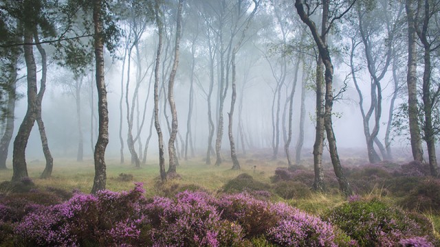 Мистические леса, которые вам захочется увидеть своими глазами лес, мистика, фото
