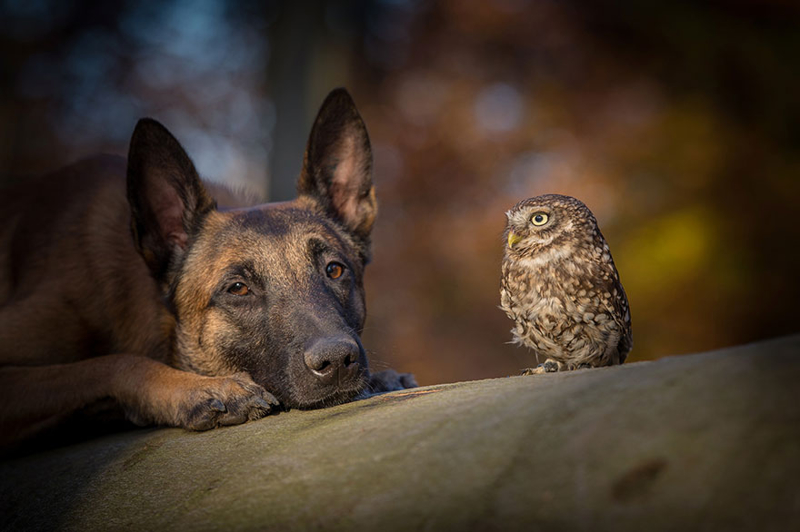 Невероятная дружба совы и собаки овчарка, сова, сыч, фото животных