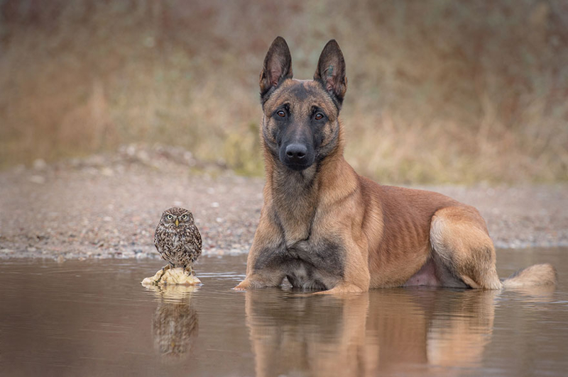 Невероятная дружба совы и собаки овчарка, сова, сыч, фото животных