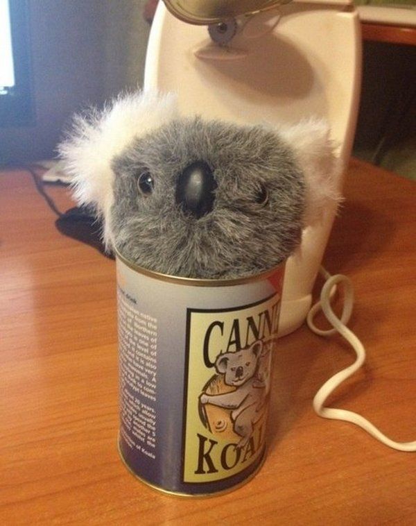  Консервированная коала из Австралии австралия, каола, юмор