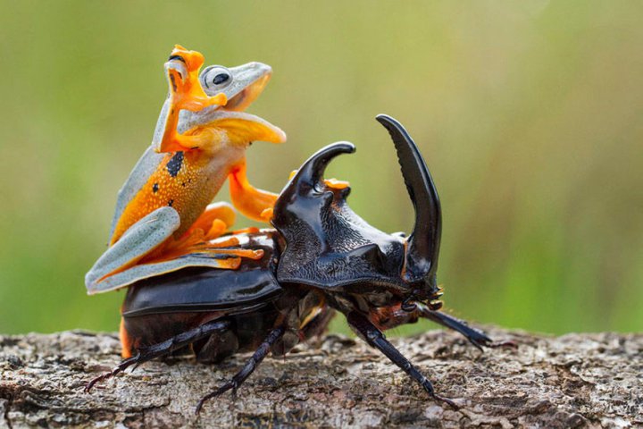 Лягушка оседлала жука-носорога жук, лягушка, природа, родео