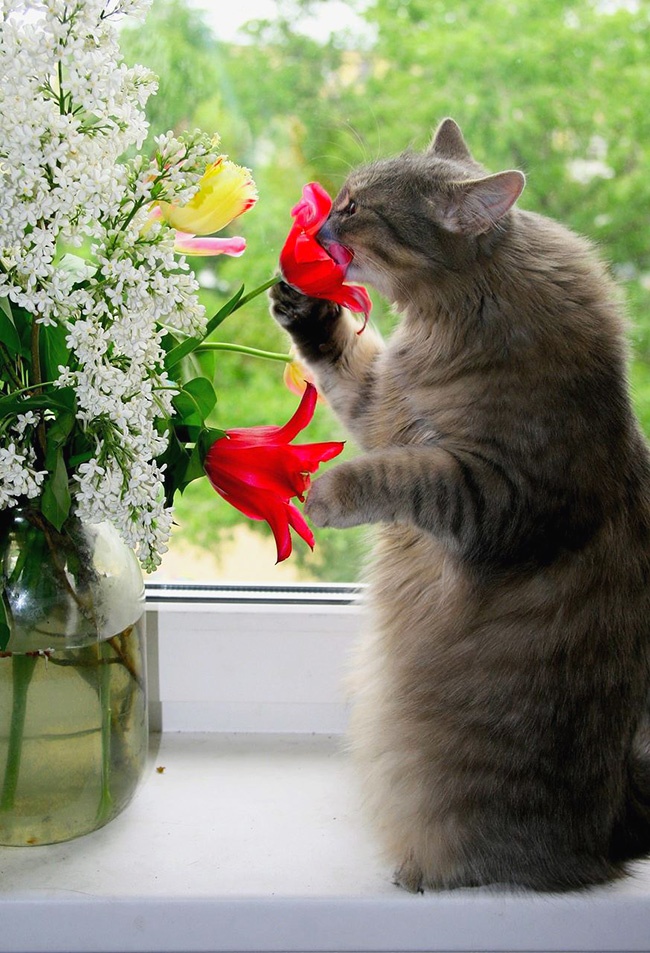 Коты — цветы жизни. в мире, жизнь, люди, фотографии
