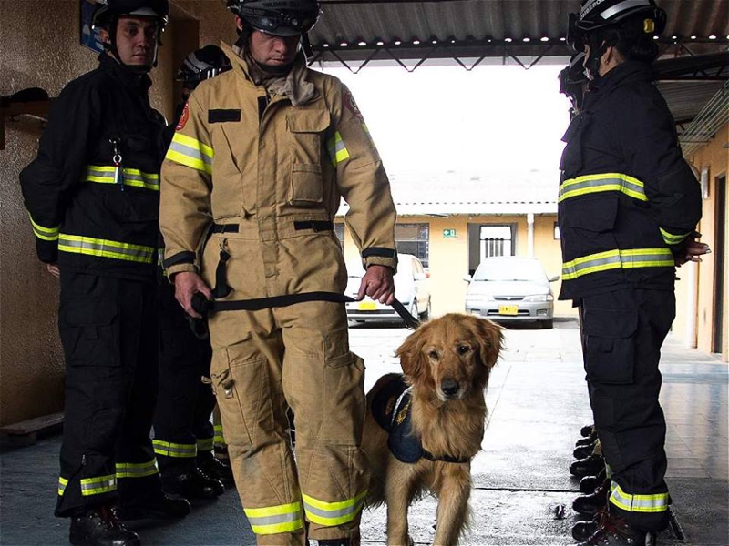 Пожарный пес &quot;Jacobo&quot; пожарные, собаки, фото.