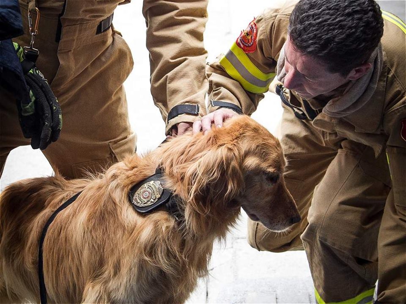 Пожарный пес &quot;Jacobo&quot; пожарные, собаки, фото.