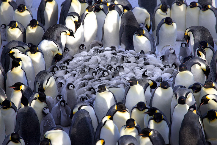 Как греются пингвины антарктида, интересное, пингвин, тепло