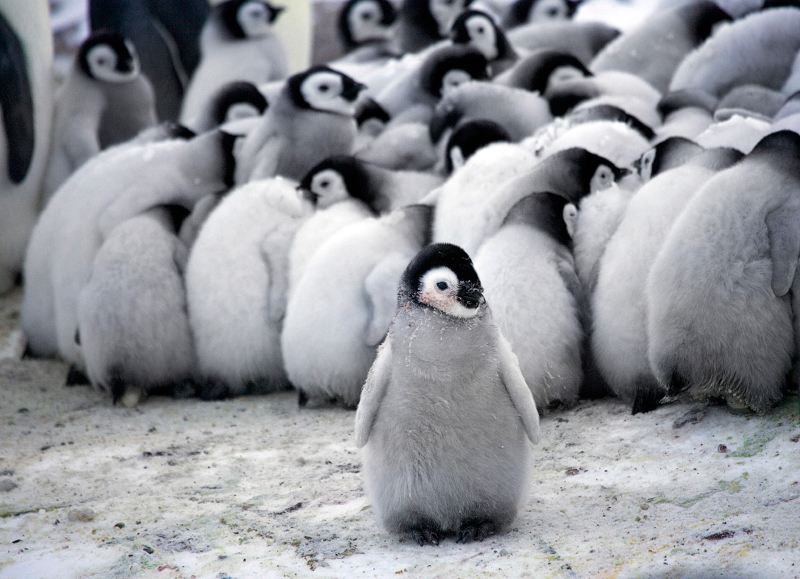 Как греются пингвины антарктида, интересное, пингвин, тепло