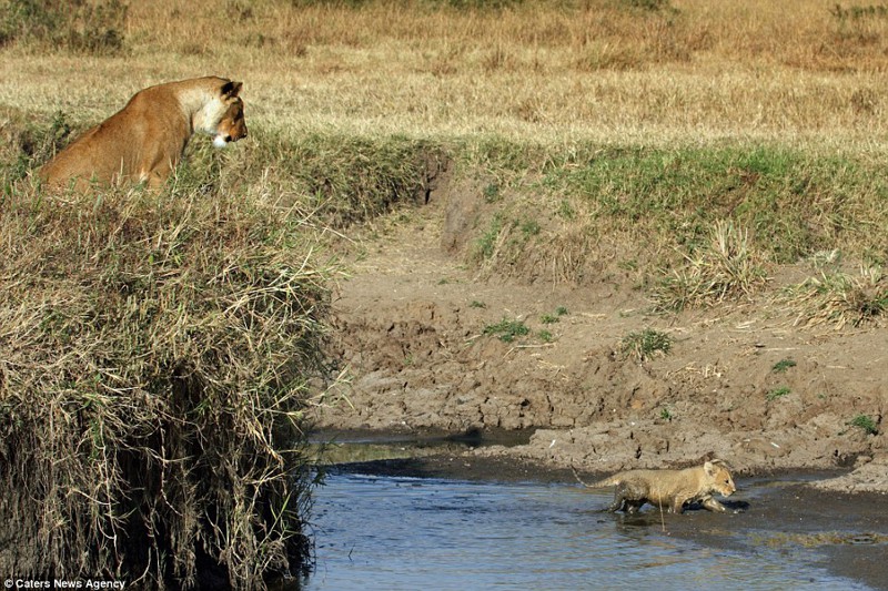 Львица помогла львенку перебраться через реку львица, помощь, река