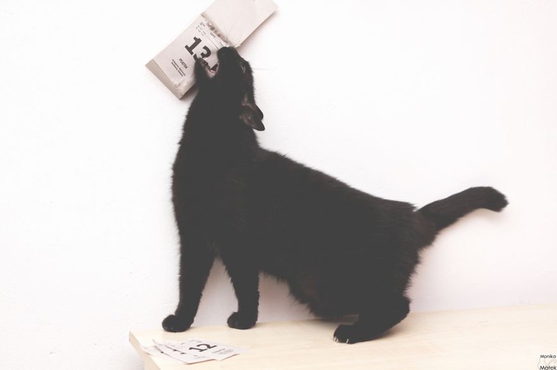 Черные коты против суеверий кот, суеверие, фотопроект, черный