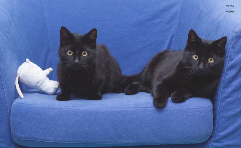 Черные коты против суеверий кот, суеверие, фотопроект, черный