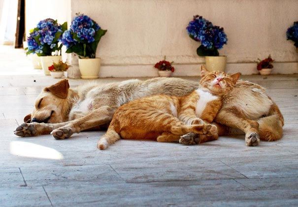 25 кошек, которые используют собак вместо подушек кот, подушка, собака