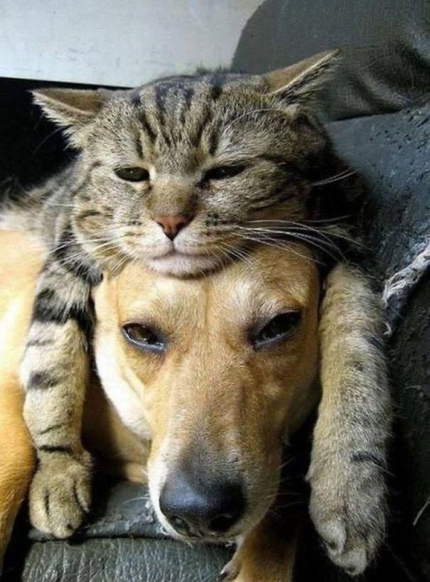 25 кошек, которые используют собак вместо подушек кот, подушка, собака