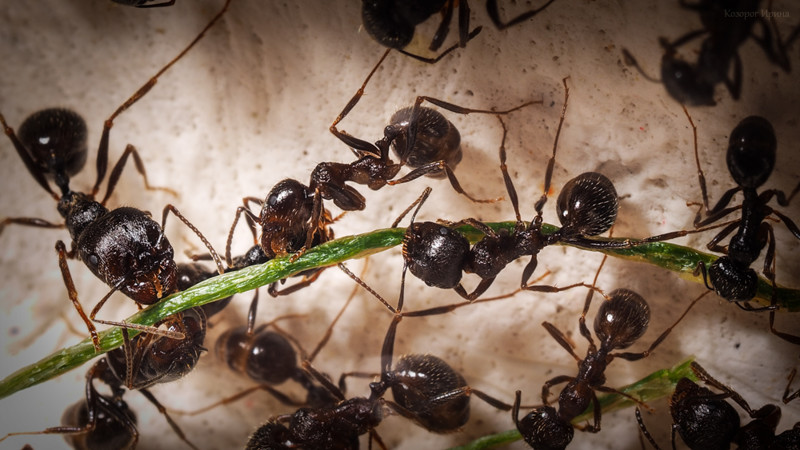 Муха и муравьи - удивительная история  история, муравьи, муха