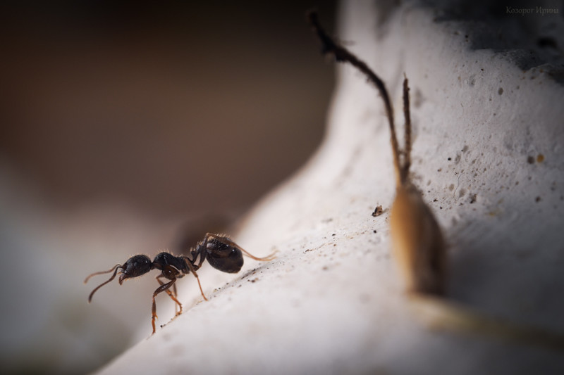 Муха и муравьи - удивительная история  история, муравьи, муха