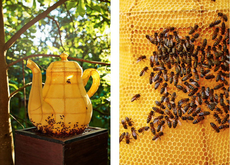 60 000 пчел вылепили миленький чайник пчелы, чайник