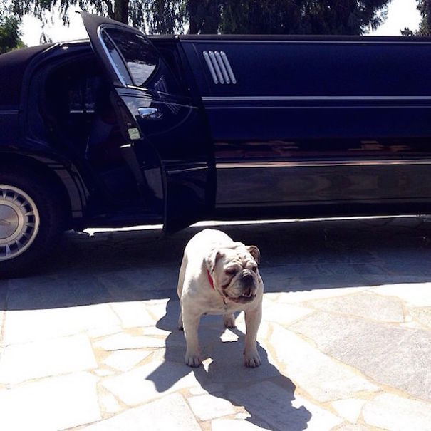 Самые богатые собаки в Instagram Instagram, богатство, собака